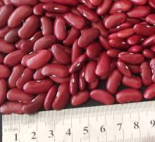 British Red Kidney Bean Crop 2013