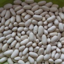 White Kidney Bean(Baishake Type)