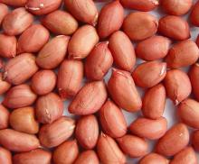  round   peanut   kernel 