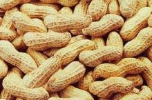  peanut  with shell