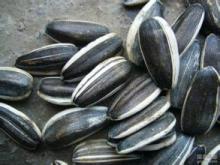 sunflower seeds 5009