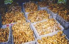 Premium Quality Ginger for sale