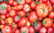  Best  choice Graded Fresh  Tomato es