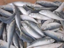 FROZEN SARDINE FISH, BEST QUALITY