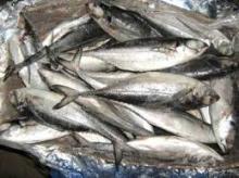 frozen Horse Mackerel Fish