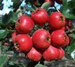 Hawthorn Extract