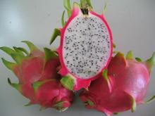 Supplier Dragon Fruit High Quality (Vietnam)