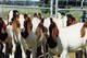 boer goat and sheep