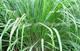  dried  and  frozen   lemon  grass