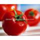 fresh tomato