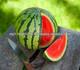 fresh water melon/water melon seed