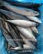 frozen mackerel fish