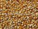 yellow and white maize