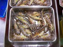 Black Tiger Shrimps Frozen Prawns