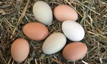 Fresh Brown And White Chicken Eggs