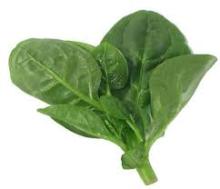 Fresh spinach powder for life