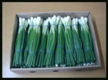  fresh   spring  Onion