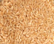 Cleaned Wheat Grains
