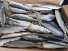  Whole   round   frozen   mackerel  fish
