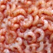 frozen shrimp for sale