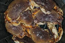 Live Dungeness crabs