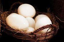 Ostrich Eggs and Chicks