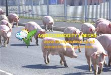 Castrated Live  Pig s