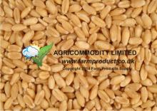  Soft   Wheat 