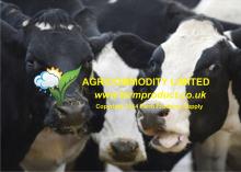 Live  Cattle 