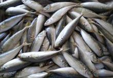 fresh fresh sardine fish for sale