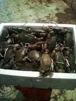 live mud crab for sale