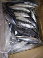 frozen mackerel fish
