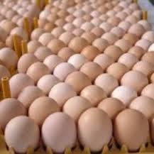 table eggs for supply