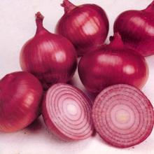 South African Peeled Onion