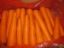 fresh carrot