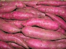  Fresh   Sweet   Potato 