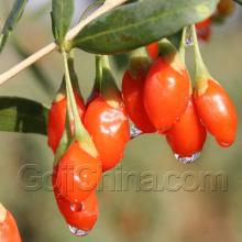 Organic Goji Berry (Organic wolfberry)