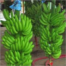 DRESH QUALITY BANANA