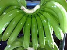 GOOD CAVENDIAH BANANA