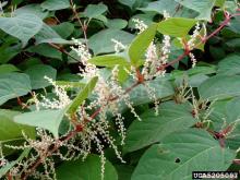 Resveratrol /Polygonum Cuspidatum Extract