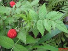 100% Natural  Raspberry   Extract 