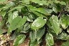 Pure Natural Epimedium Extract /Icariin