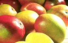 Fresh Mangos