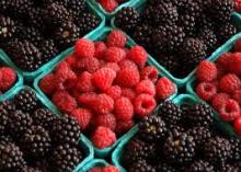  Fresh  Berries