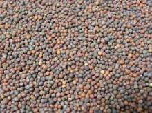 Broccoli Seeds
