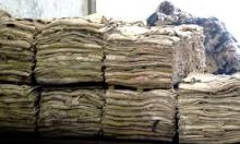 Wet Salted Cow Hides