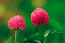 Red clover extract