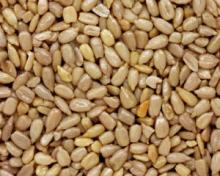 sunflower seeds