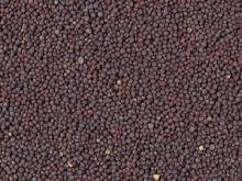  black   mustard   seed s