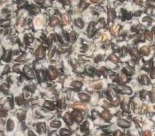 Cotton seeds